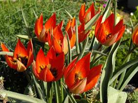 Tulipa orphanidea ssp whitallii